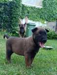 Owczarek Belgijski Malinois FCI/ ZKwP