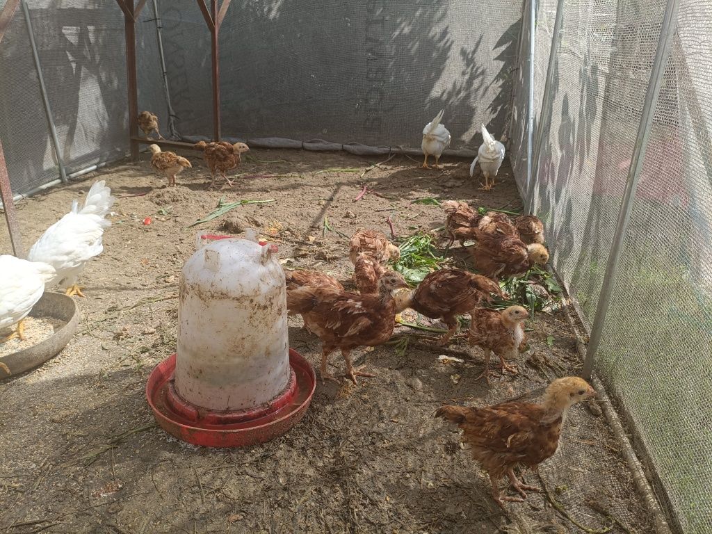 Sprzedam młode kurczęta karmazyn i leghorn