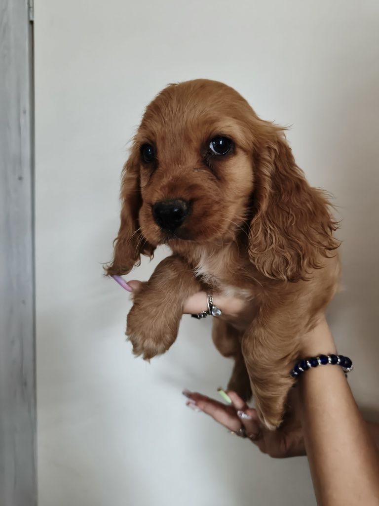 Cocker spaniel pies