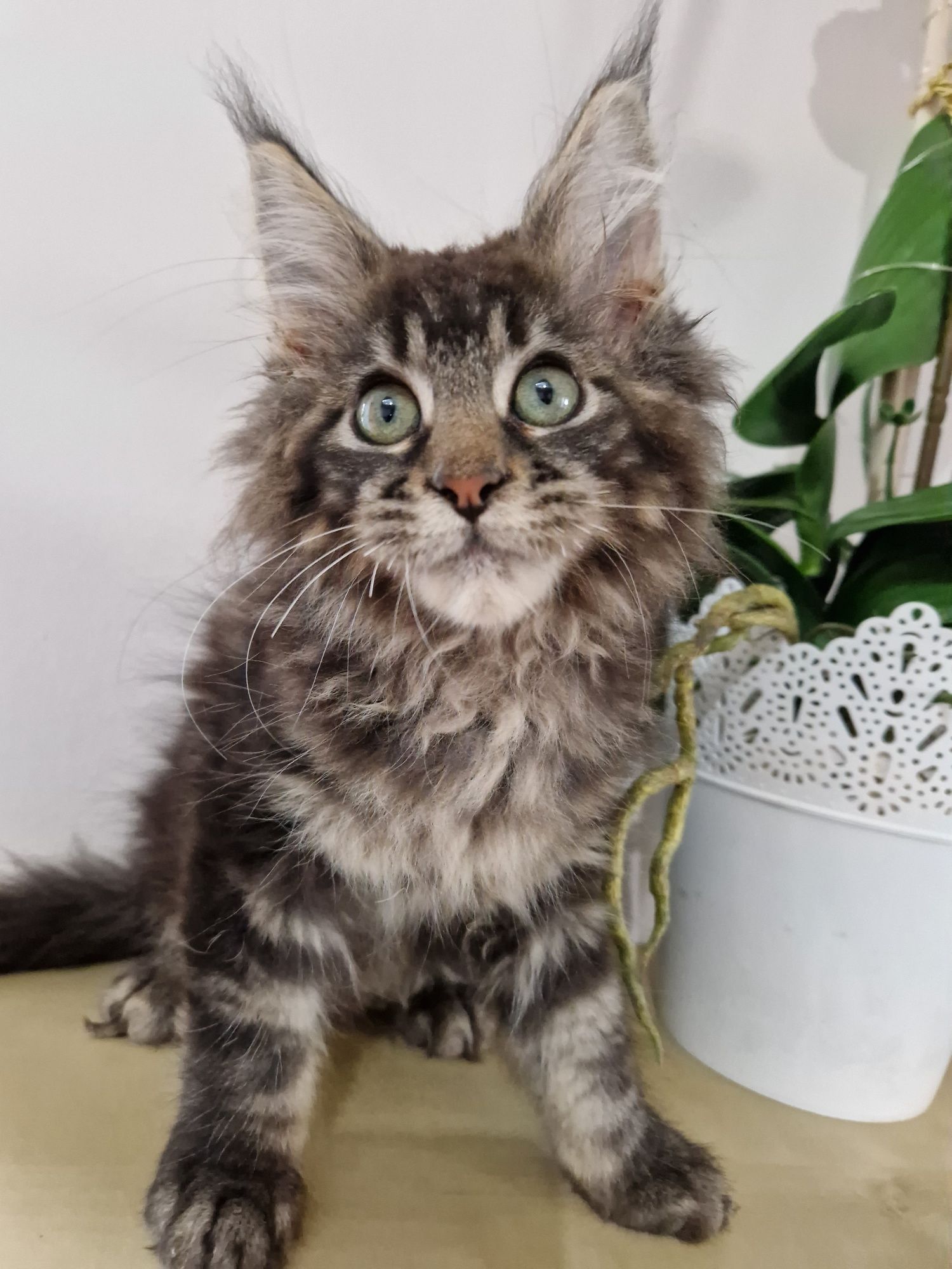 Maine Coon kotka klasyczna