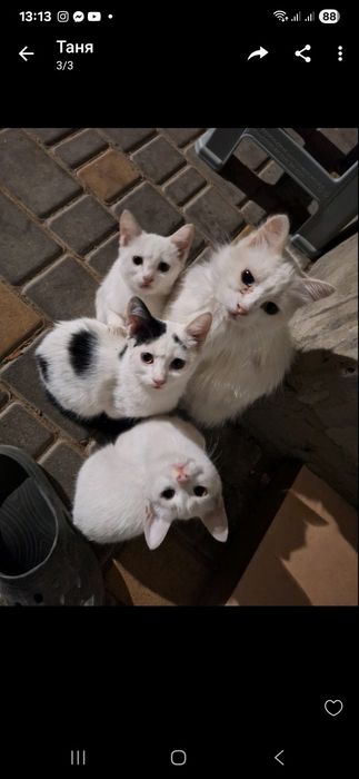 Кошачки в добрые руки