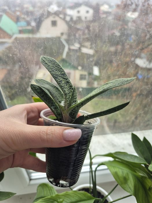 Кімнатні квіти безкоштовно