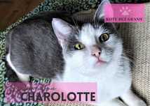 Charlotte śliczna i delikatna kotka