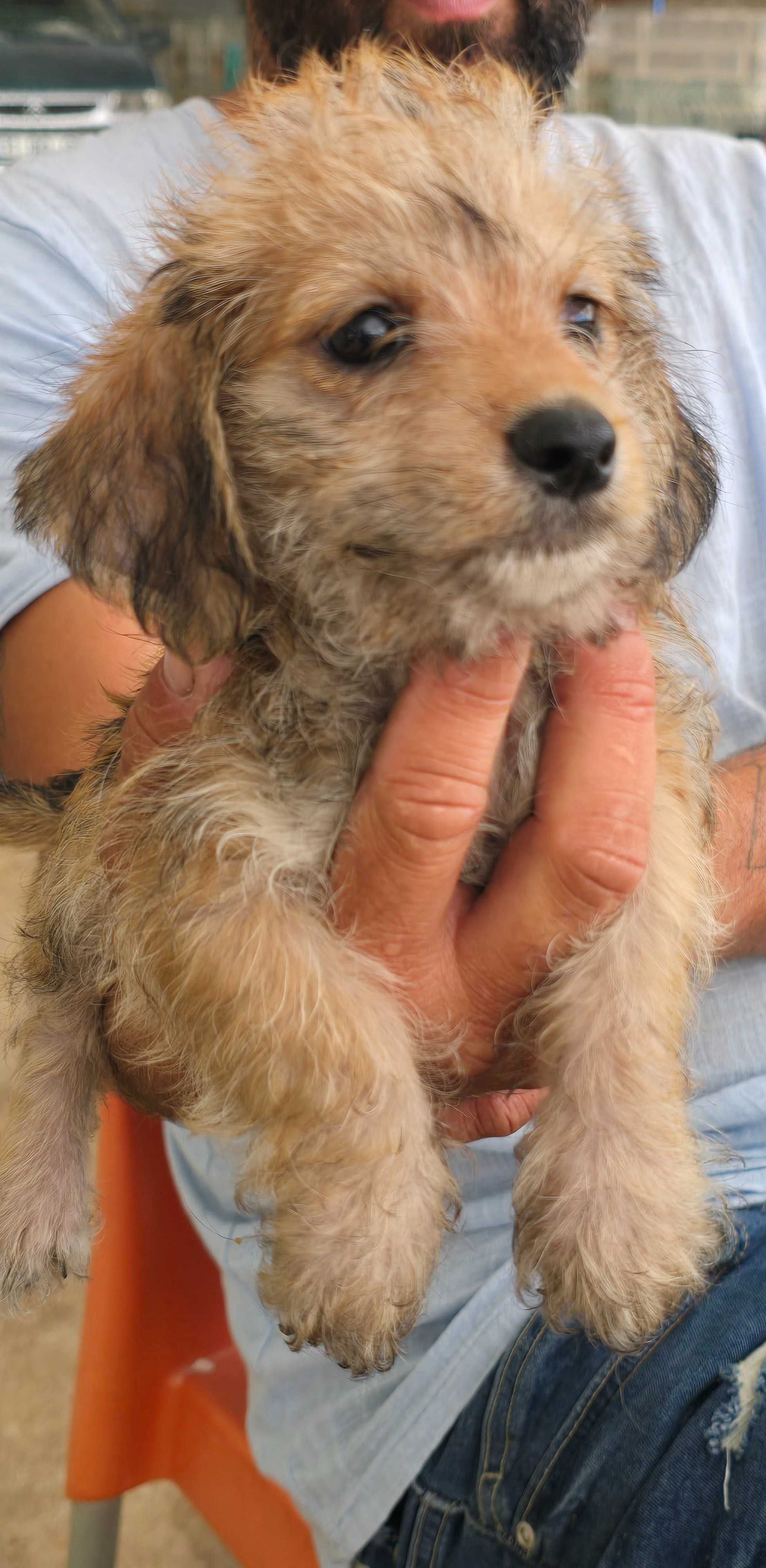 Bichon Maltês Macho X Teckel