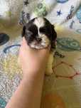 Czekoladowo- biały chlopiec Shih-tzu