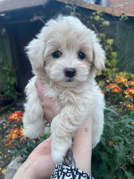 Мальтипу щенки мальчики и девочки