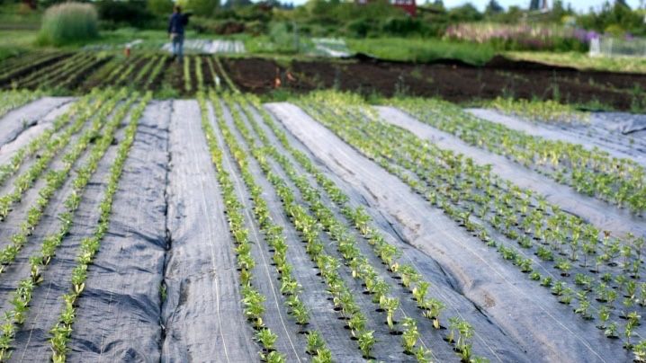 Агротканина Польша та Чехія Агроволокно Польша