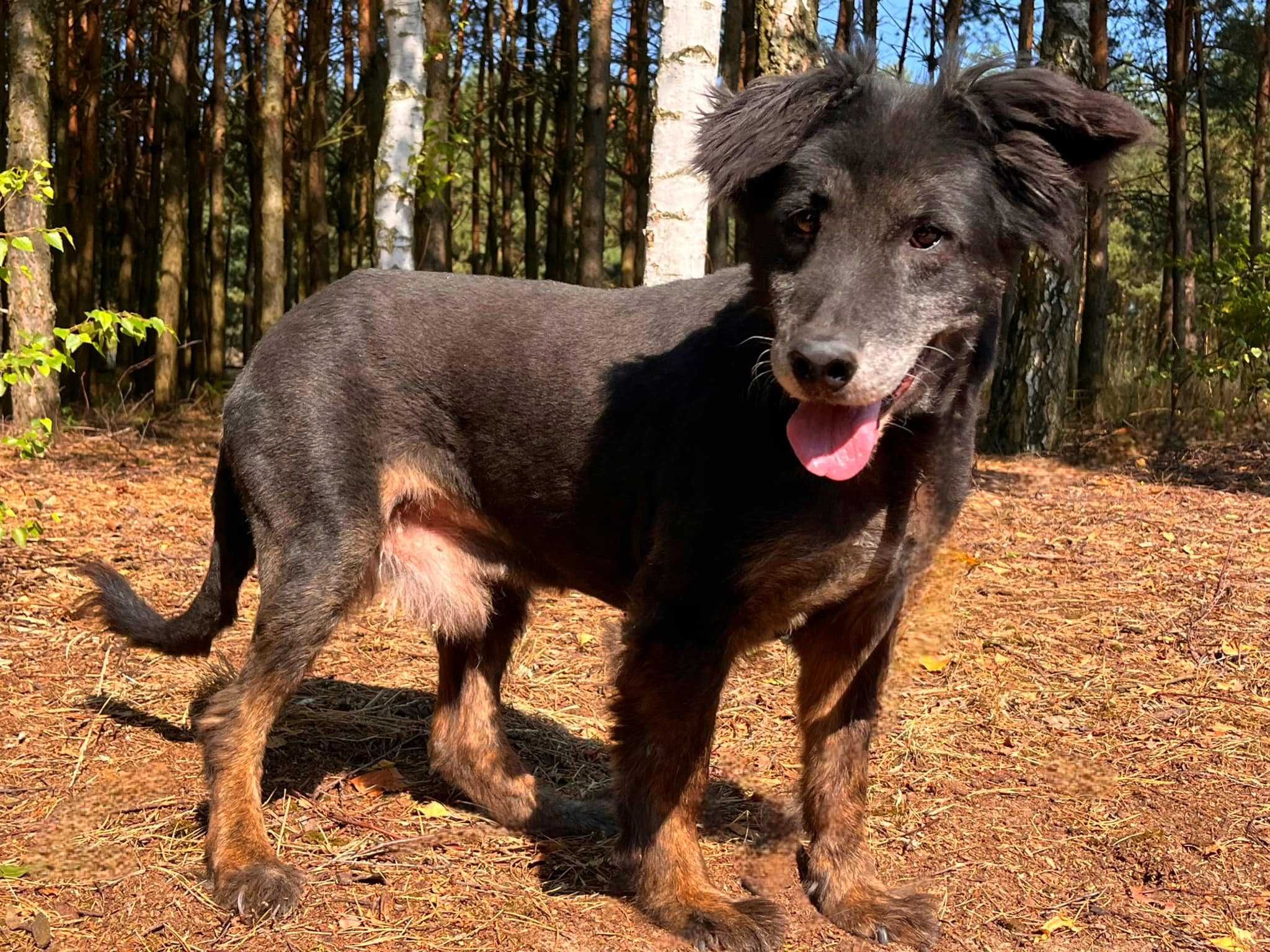 Czaruś w schronisku w lututowie aktulne