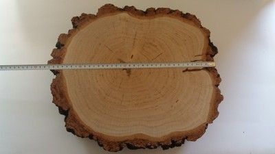 Duży Plastry drewna brzoza 38 cm gr.11cm na stolik