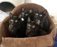 4 czarodziejskie kociaczki chcą do domu -kot do adopcji