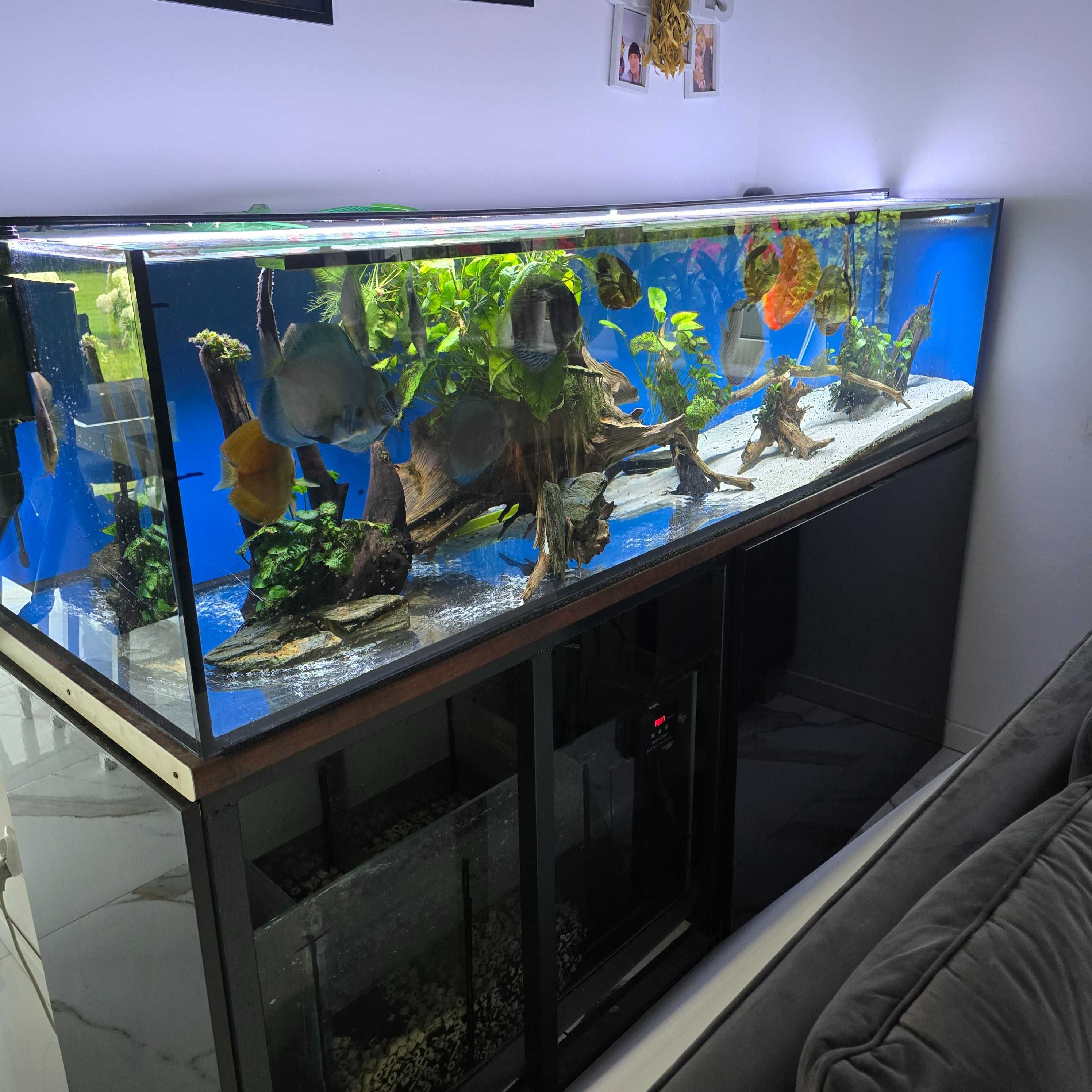 Akwarium 600 L z sumpem