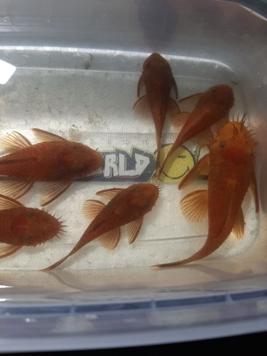 Анциструс супер ред/ производители/ сомы/нерестовые пары