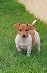 Jack Russell Terrier com Pedigree e Afixo