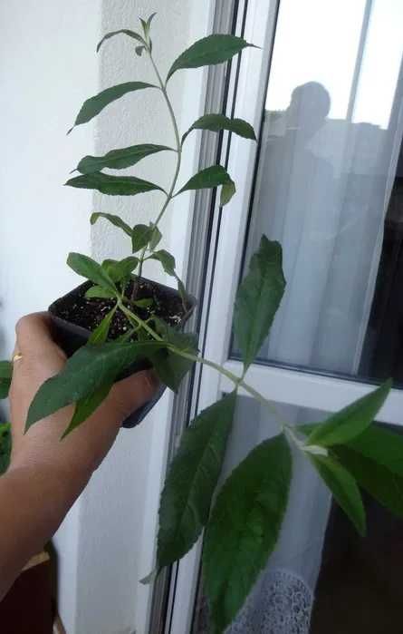 Budleja Dawida -fioletowa, sadzonka w doniczce P9