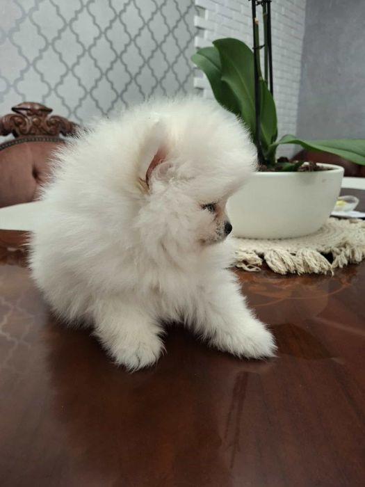 Piesek  szpic miniaturowy