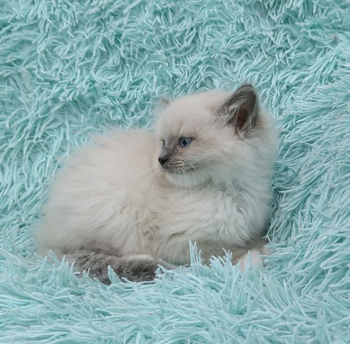 Kotka Ragdoll    .