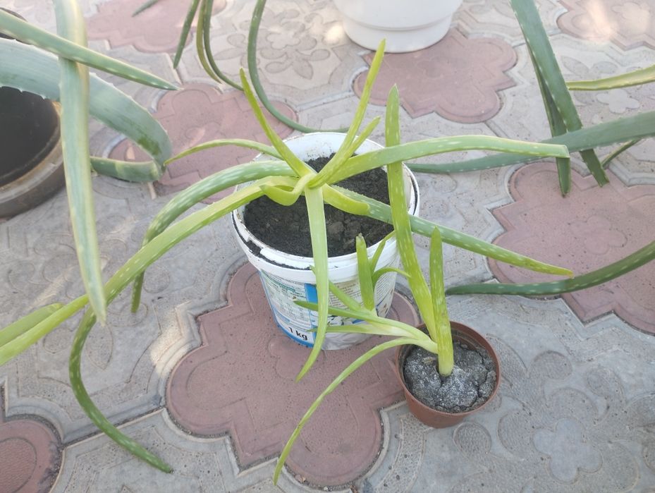 Алое Вера. Крупнолистні. Від малих до великих