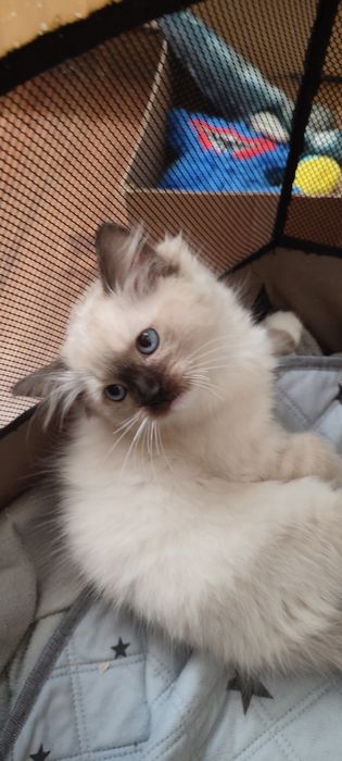 Ragdoll  koteczek seal mitted  rodowód międzynarodowy TICA