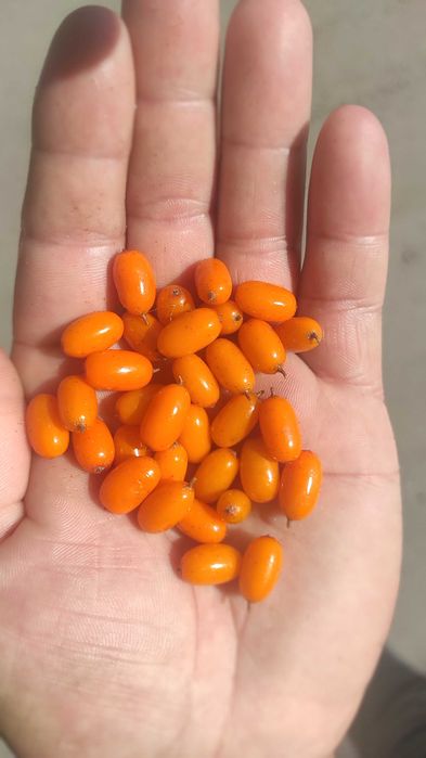 Обліпиха, Обліпіха, облепиха, черенки, саджанці//Саженцы Облепихи