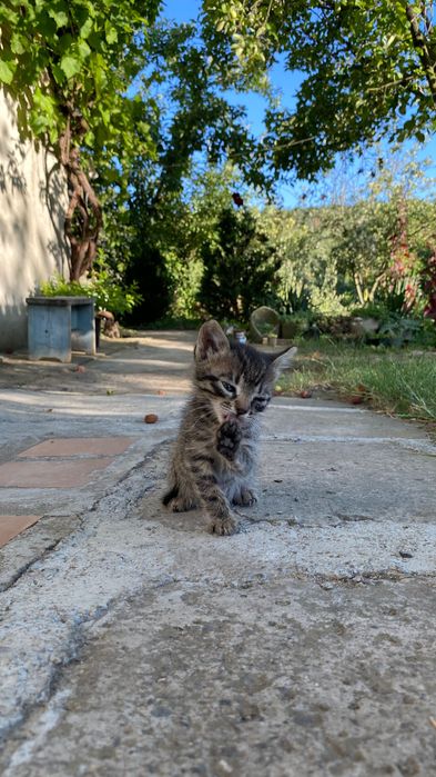 Кошенятка шукають люблячу домівку!