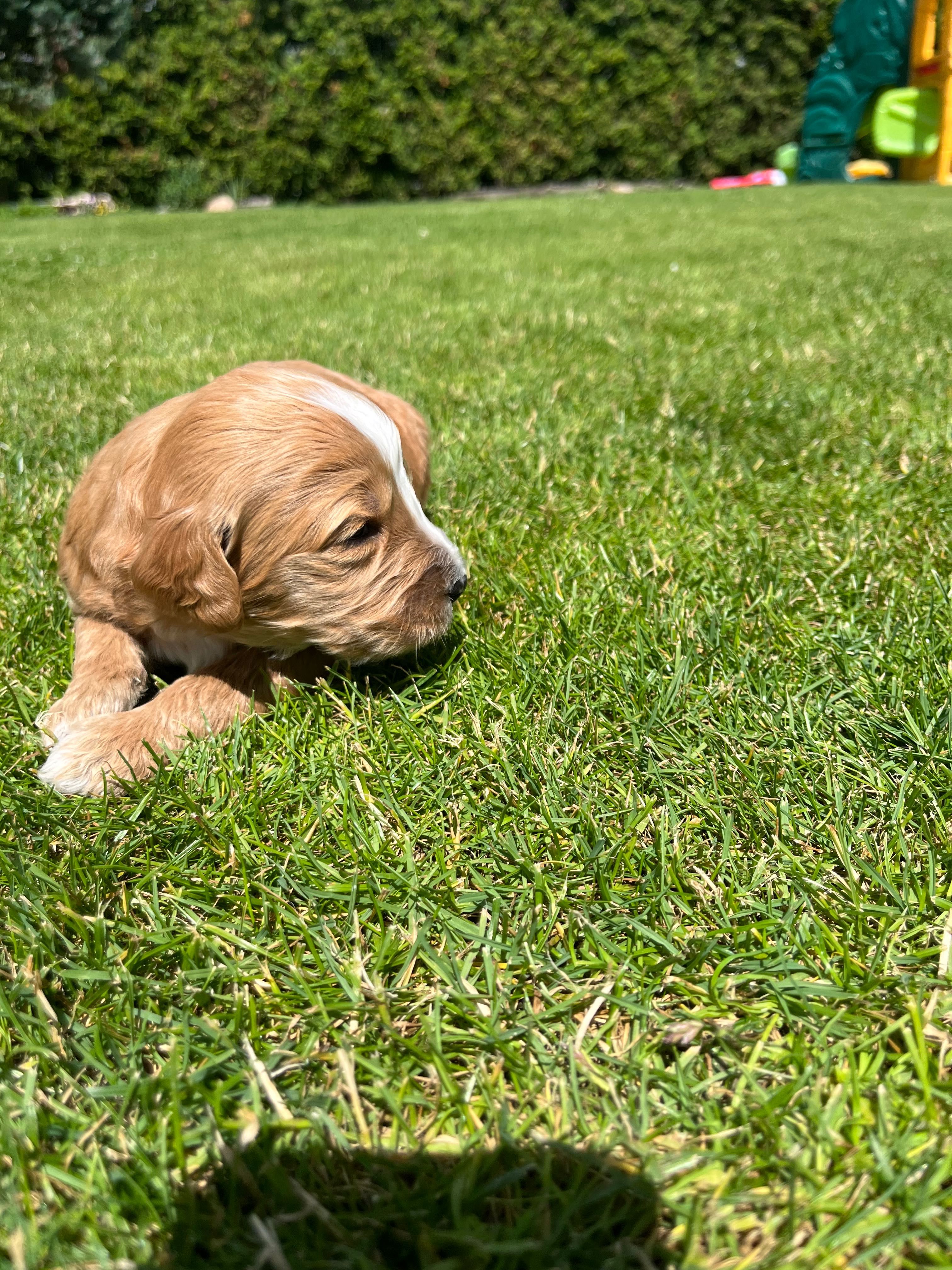 Labradoodle chłopiec