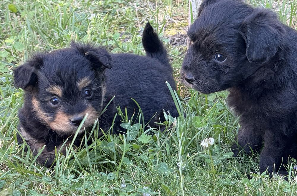 Pomapoo hybryda pudel miniaturowy pomeranian nie maltipoo