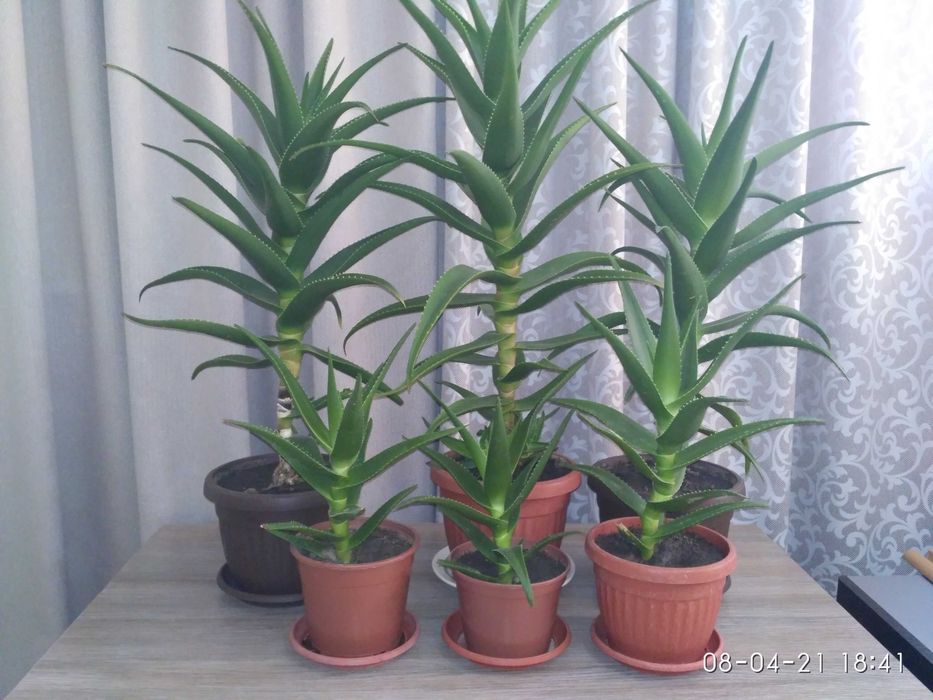 алоэ (столетник)