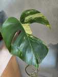 Monstera marmorata