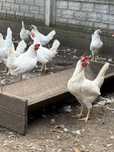 Kury LEGHORN 100 sztuk, pilnie sprzedam