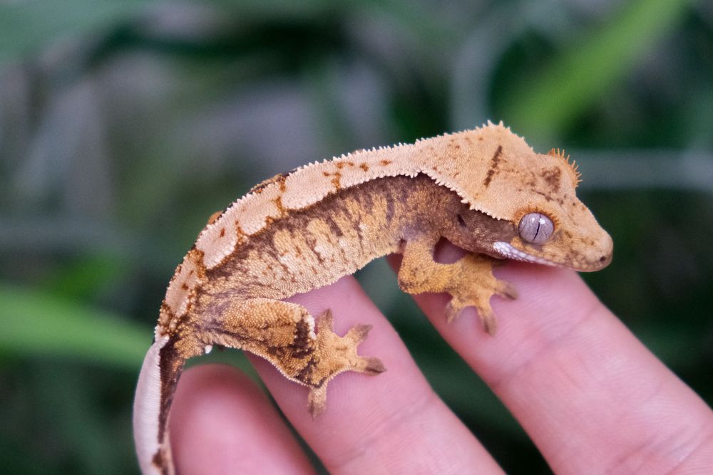 Gekony orzęsione samice