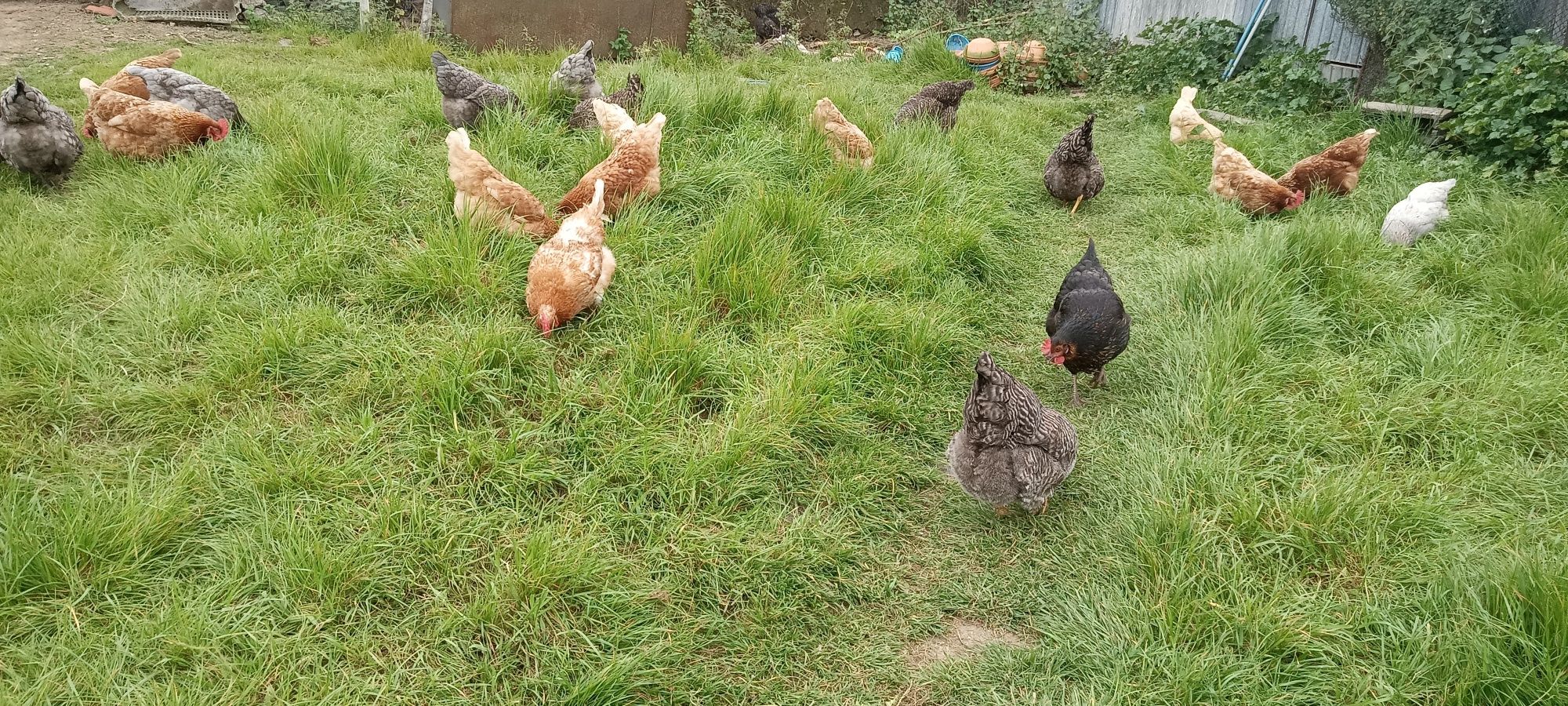 Vendo ovos caseiros