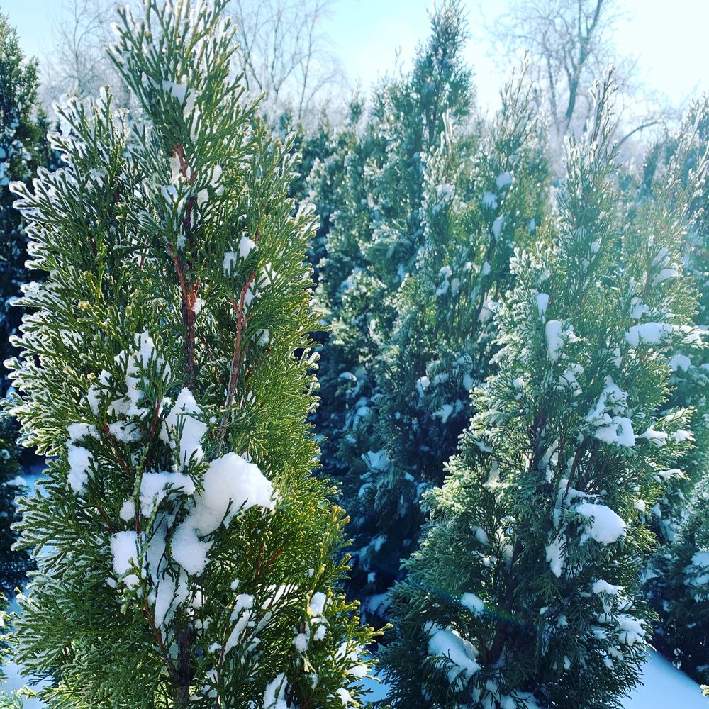 Туя Смарагд, Колумна, Даніка