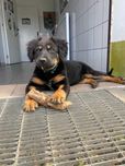 MAJORKA pies adopcja schronisko suczka szczeniak