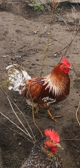 Sprzedam koguty, z Kwietnia tego roku