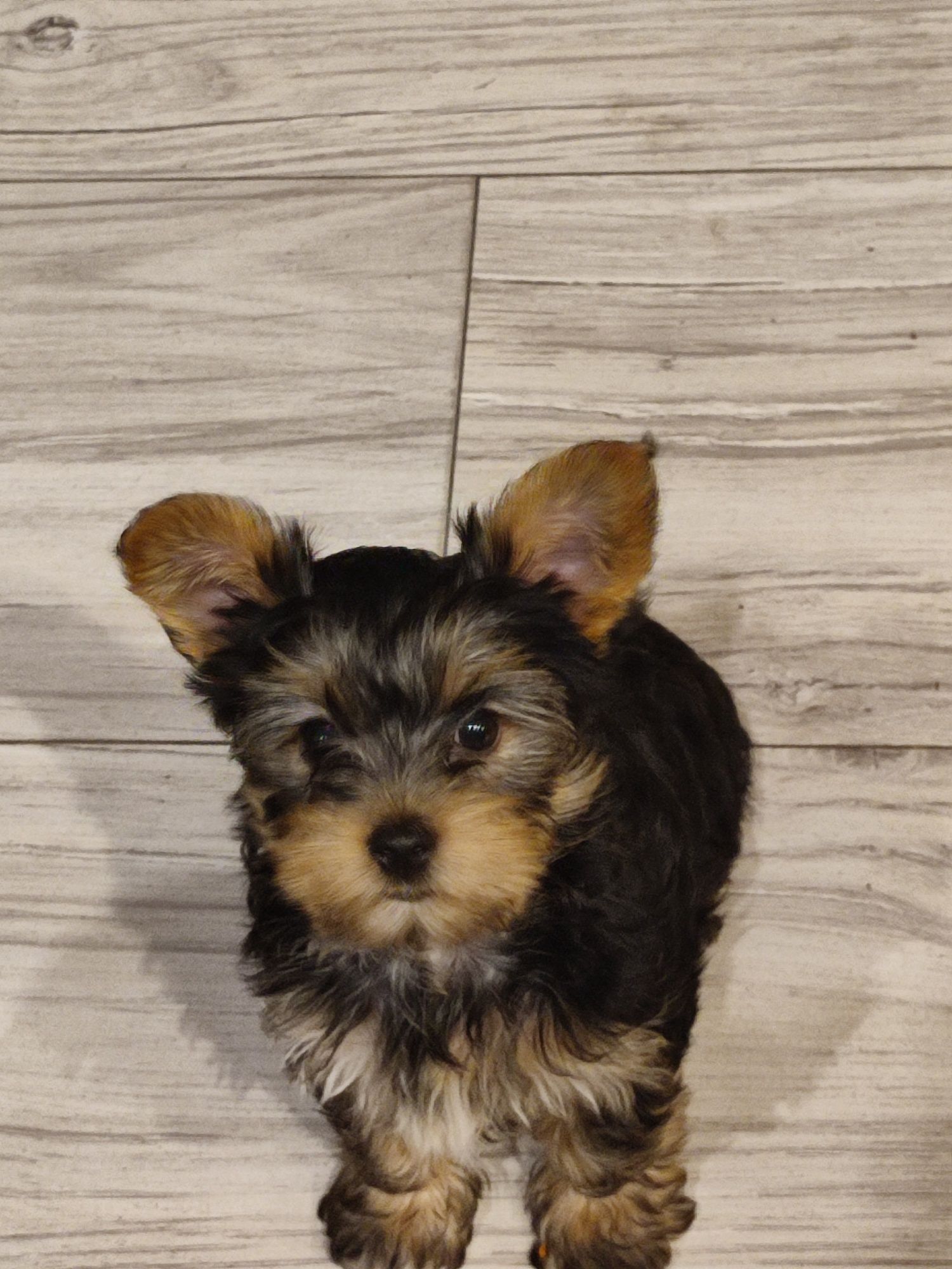 York suczka Yorkshire terrier szczenię.