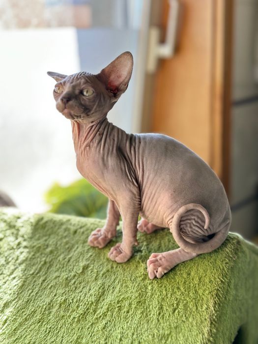 Sphynx cor lilac maravilhoso