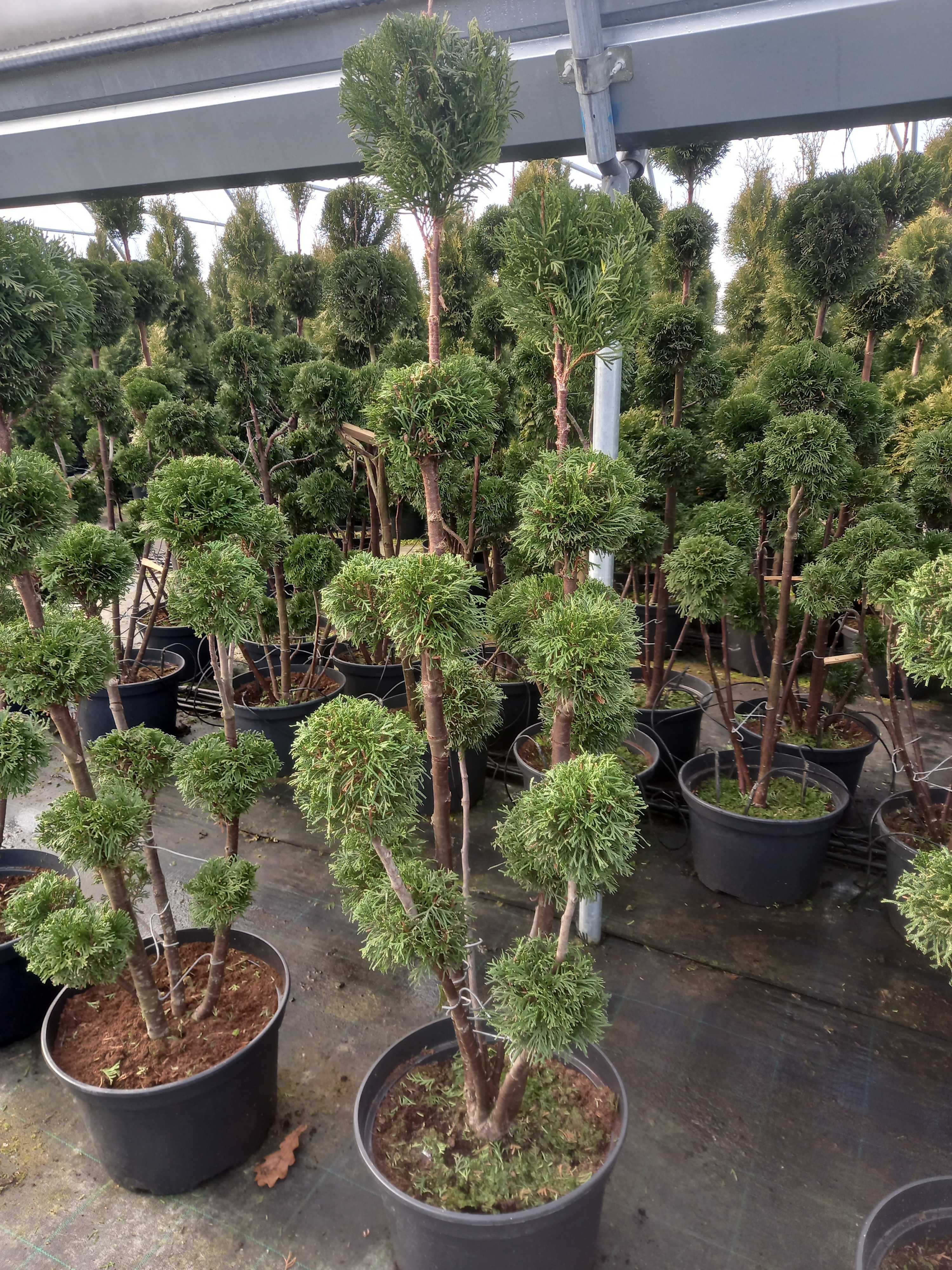 Tuje SZMARAGD (Thuja Smaragd), formowana, PRODUCENT, Tuja. RADOM