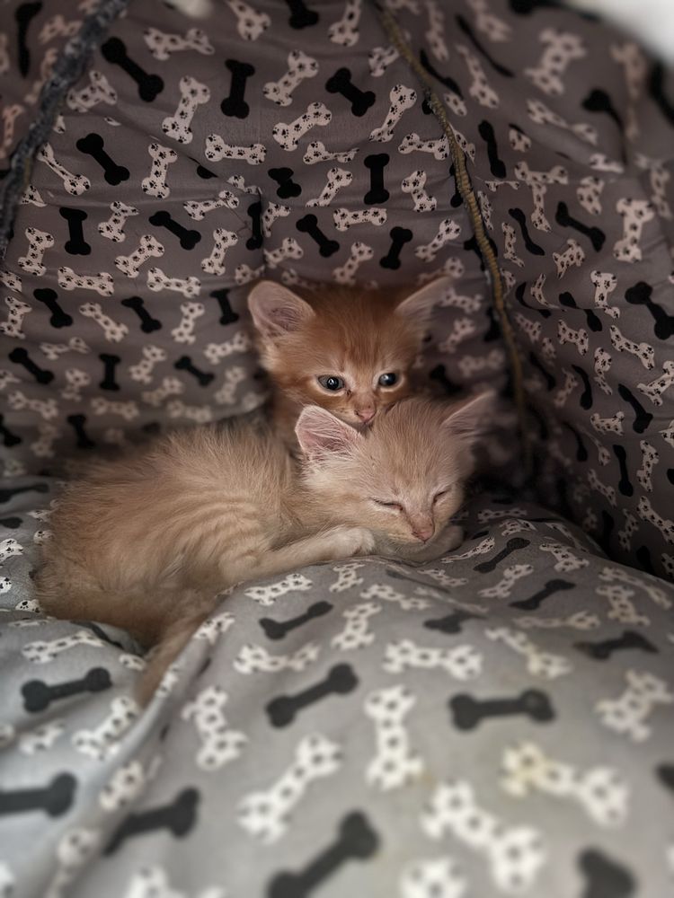 Котики шукають люблячу сімʼю