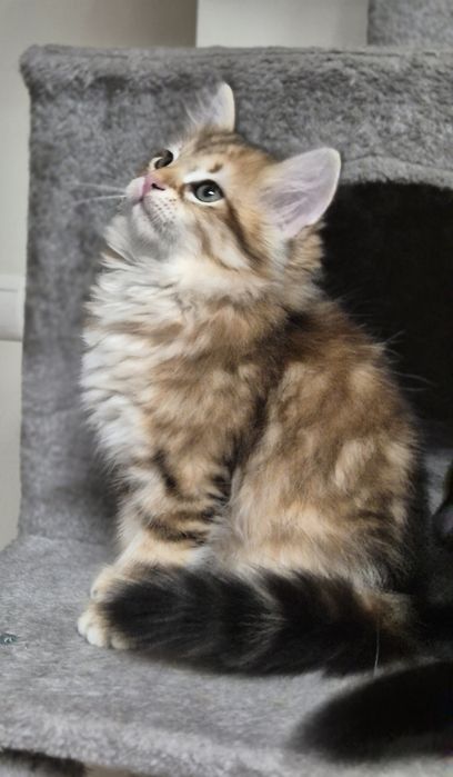 Kocurek Syberyjski MAX rodowód FIFE FPL