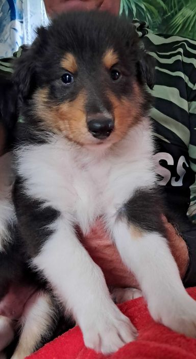 Szczeniaczek Owczarek Szkocki Collie