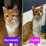Pilnie poszukiwany dom dla Karmelka i Toffika