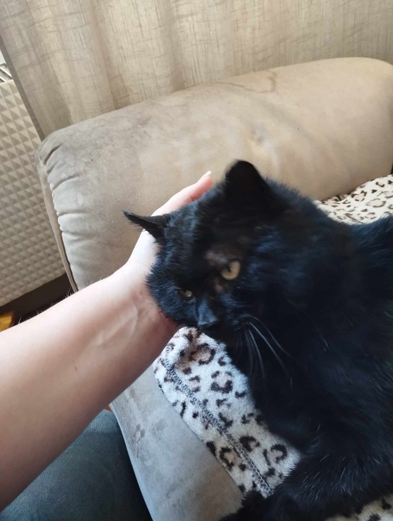 Czaruś - nie za piękny, ale sympatyczny i przytulaśny kot do adopcj