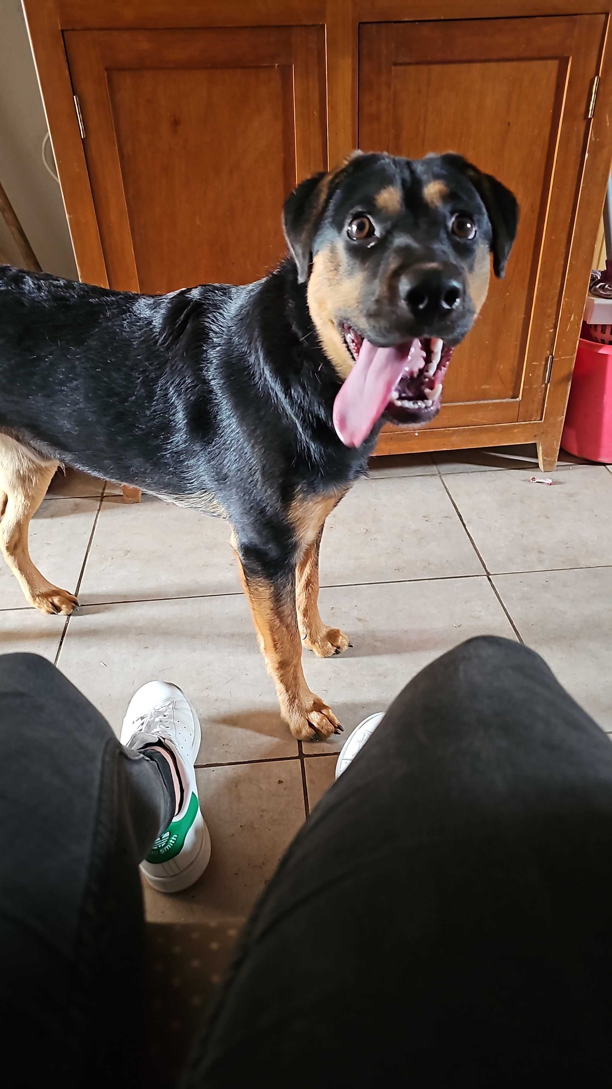 Adoção Urgente - Cão Porte Médio