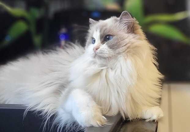 Dorosła kotka Ragdoll z rodowodem - kastratka