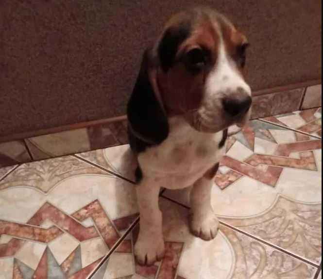 Szczeniak rasy BEAGLE piesek