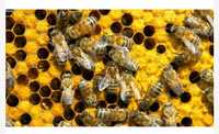 Продам бджіл сім'ї