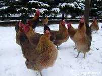 Kury nioski Rossa messa zielononóżka Leghorn i inne ! TRANSPORT