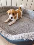 Piesek Jack Russell terrier