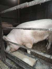Продам свинью домашняя ,до 200 кг