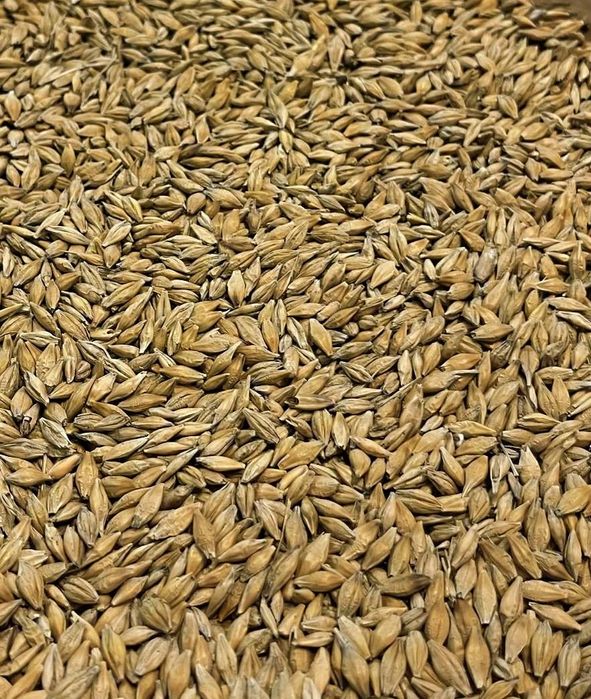 Jęczmień Jary VERMONT